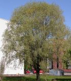 Salix alba. Цветущее дерево. Санкт-Петербург. 25 мая 2009 г.
