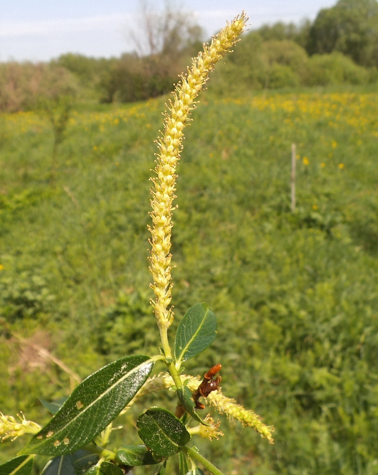 Image of Salix × schumanniana specimen.