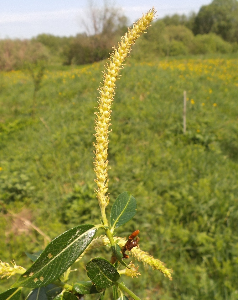 Изображение особи Salix &times; schumanniana.