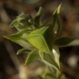 Helianthemum lasiocarpum