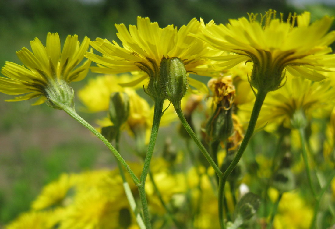 Изображение особи Crepis ramosissima.