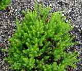 Erica carnea
