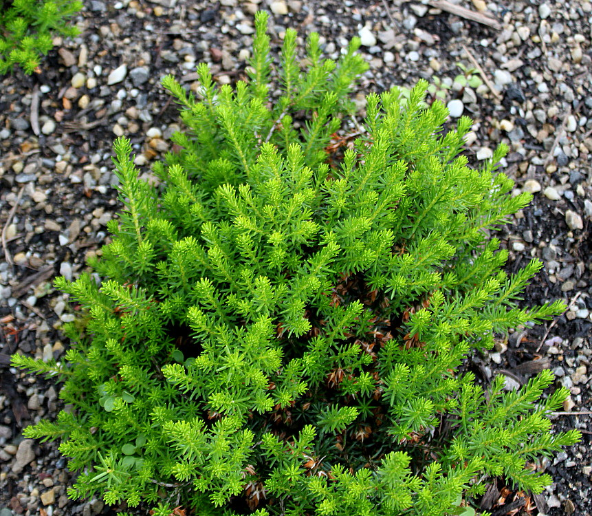 Image of Erica carnea specimen.