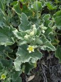 Ecballium elaterium