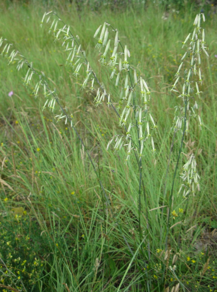 Изображение особи Silene chlorantha.