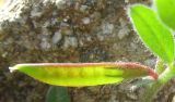 Vicia olbiensis