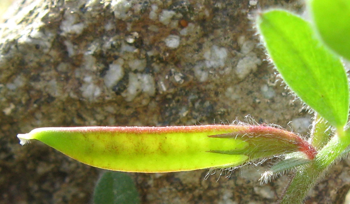 Image of Vicia olbiensis specimen.
