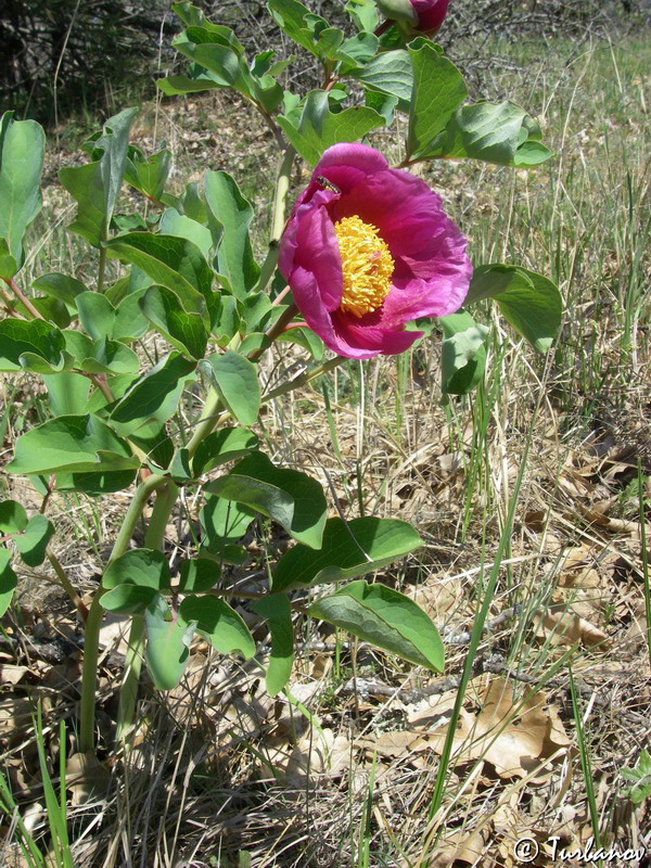 Image of Paeonia daurica specimen.