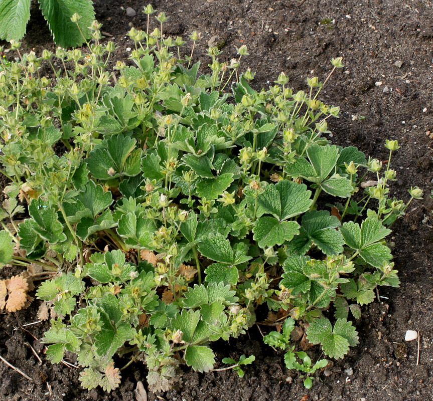 Image of Potentilla megalantha specimen.