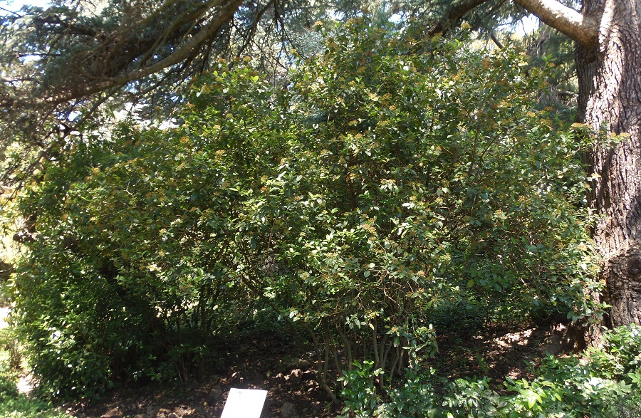 Image of Viburnum tinus specimen.