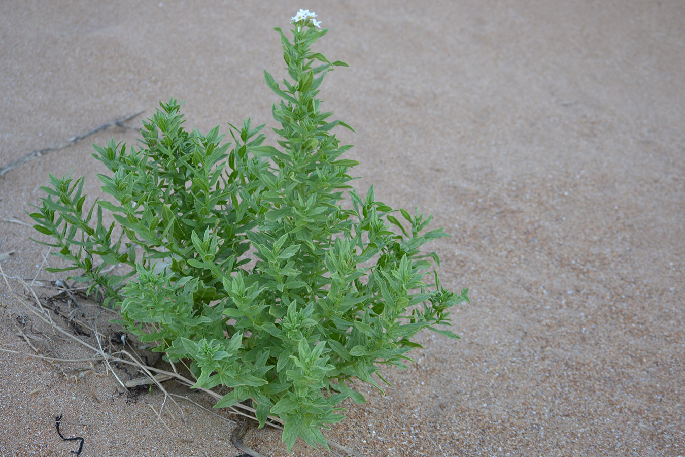 Image of Argusia sibirica specimen.