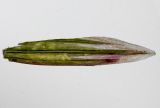 Image of taxon representative. Author is Семён Бежанский