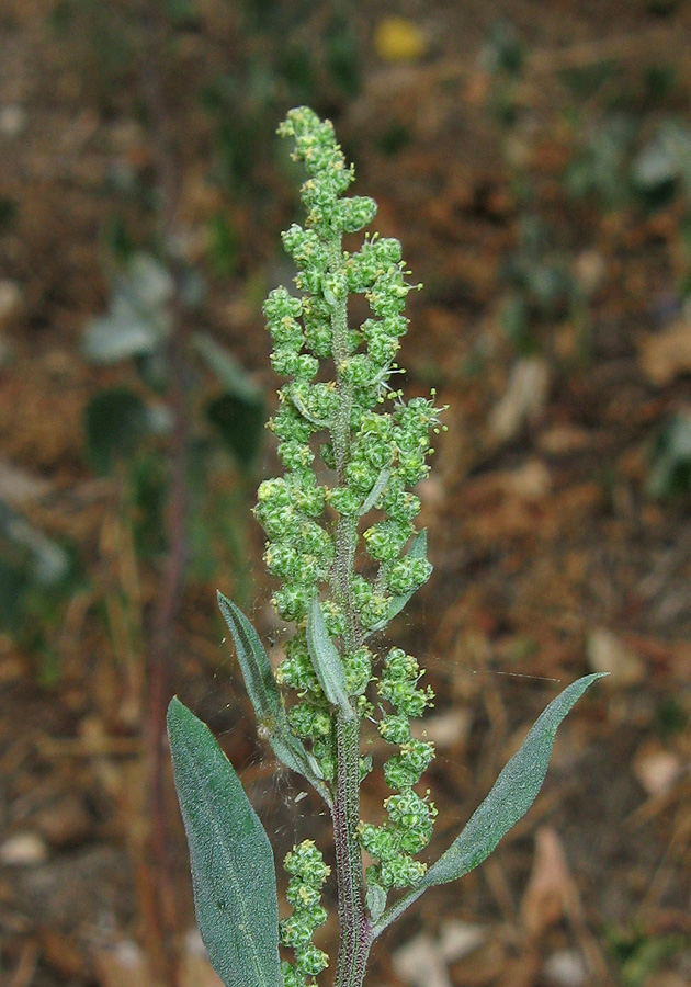 Изображение особи Chenopodium album.