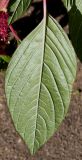 Amaranthus caudatus