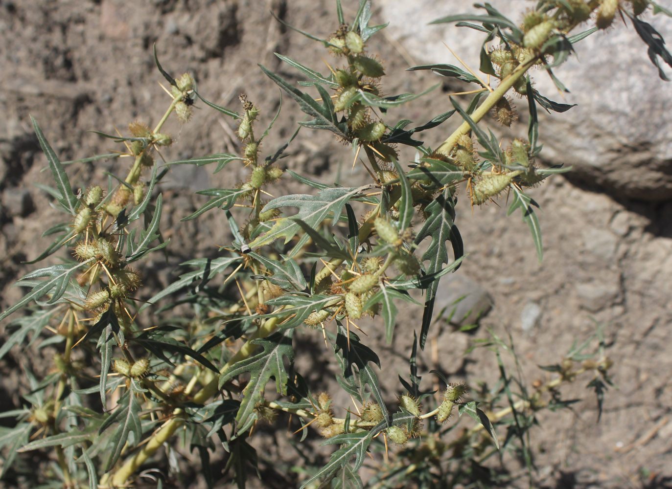 Image of Xanthium spinosum specimen.