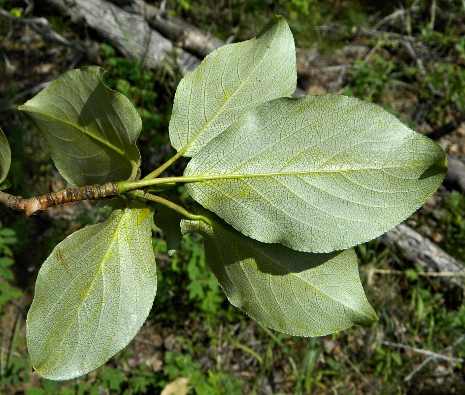 Image of Populus suaveolens specimen.