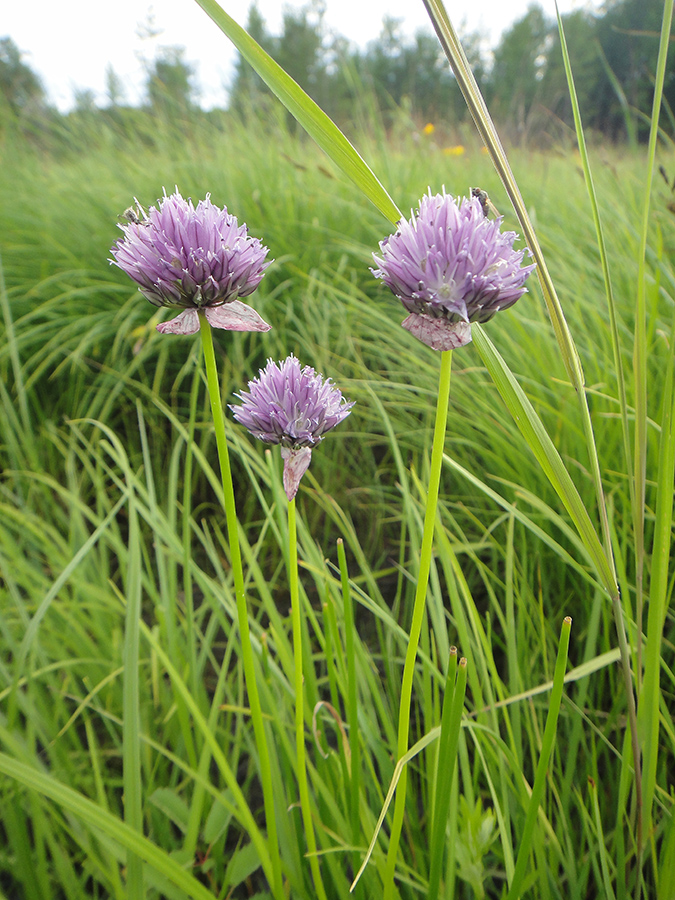 Image of Allium maximowiczii specimen.