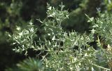 Colletia paradoxa. Ветви. Крым, Ялтинский горсовет, пос. Никита, Никитский ботанический сад, в культуре. 5 августа 2013 г.