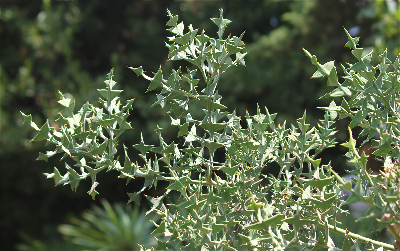 Изображение особи Colletia paradoxa.