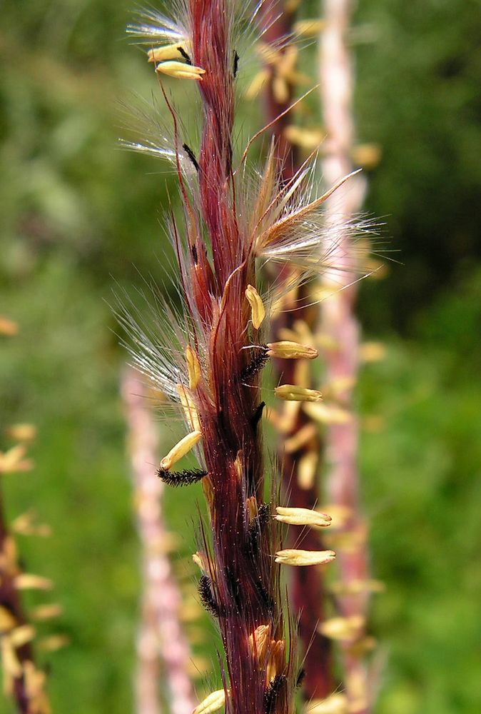 Image of Miscanthus purpurascens specimen.