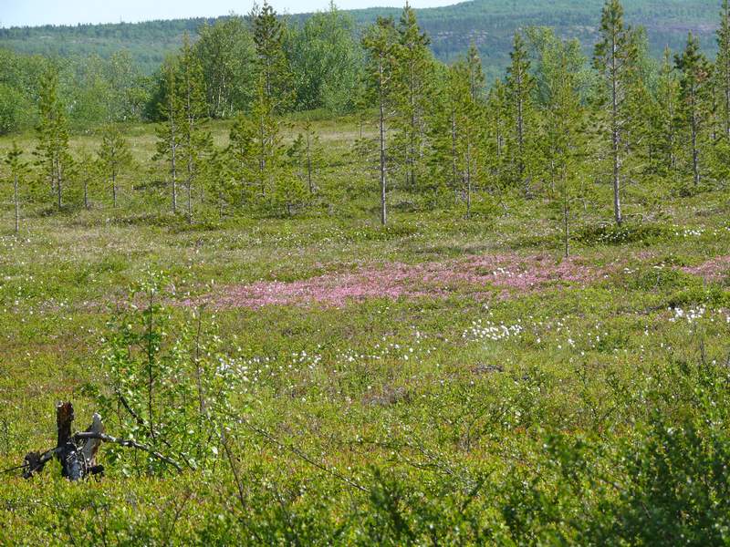 Изображение особи Andromeda polifolia.