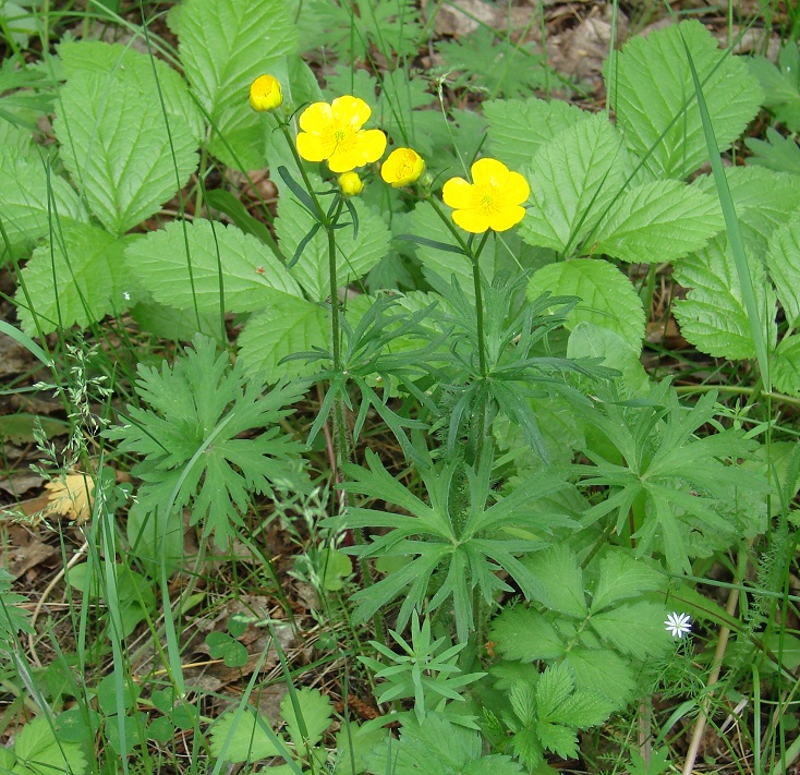 Image of Ranunculus polyanthemos specimen.