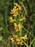 Ligularia lydiae