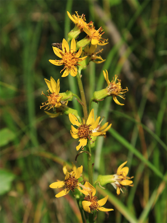 Изображение особи Ligularia lydiae.