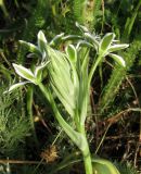 Ornithogalum kochii