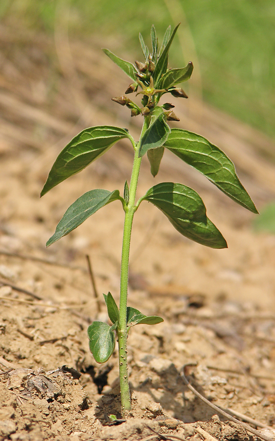 Image of Vincetoxicum intermedium specimen.