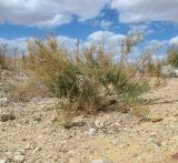 Salsola imbricata