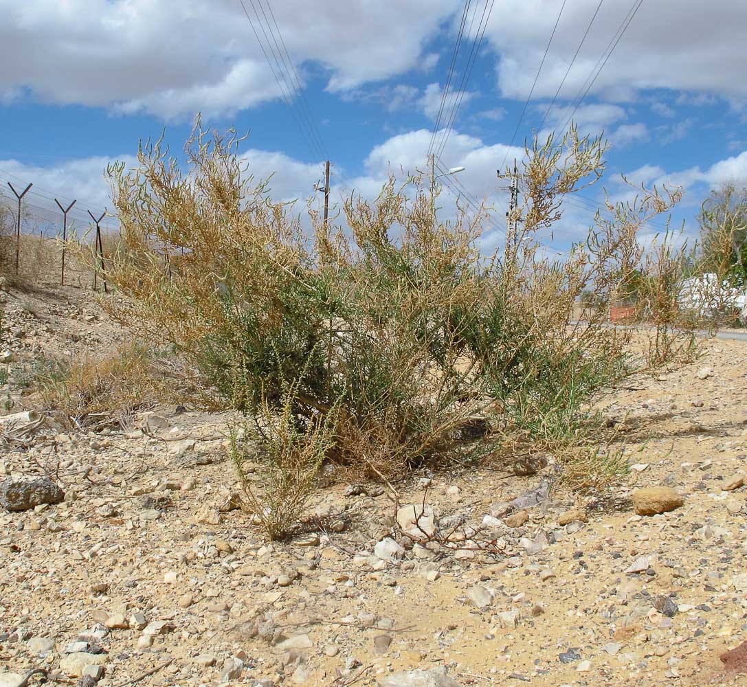 Image of Salsola imbricata specimen.