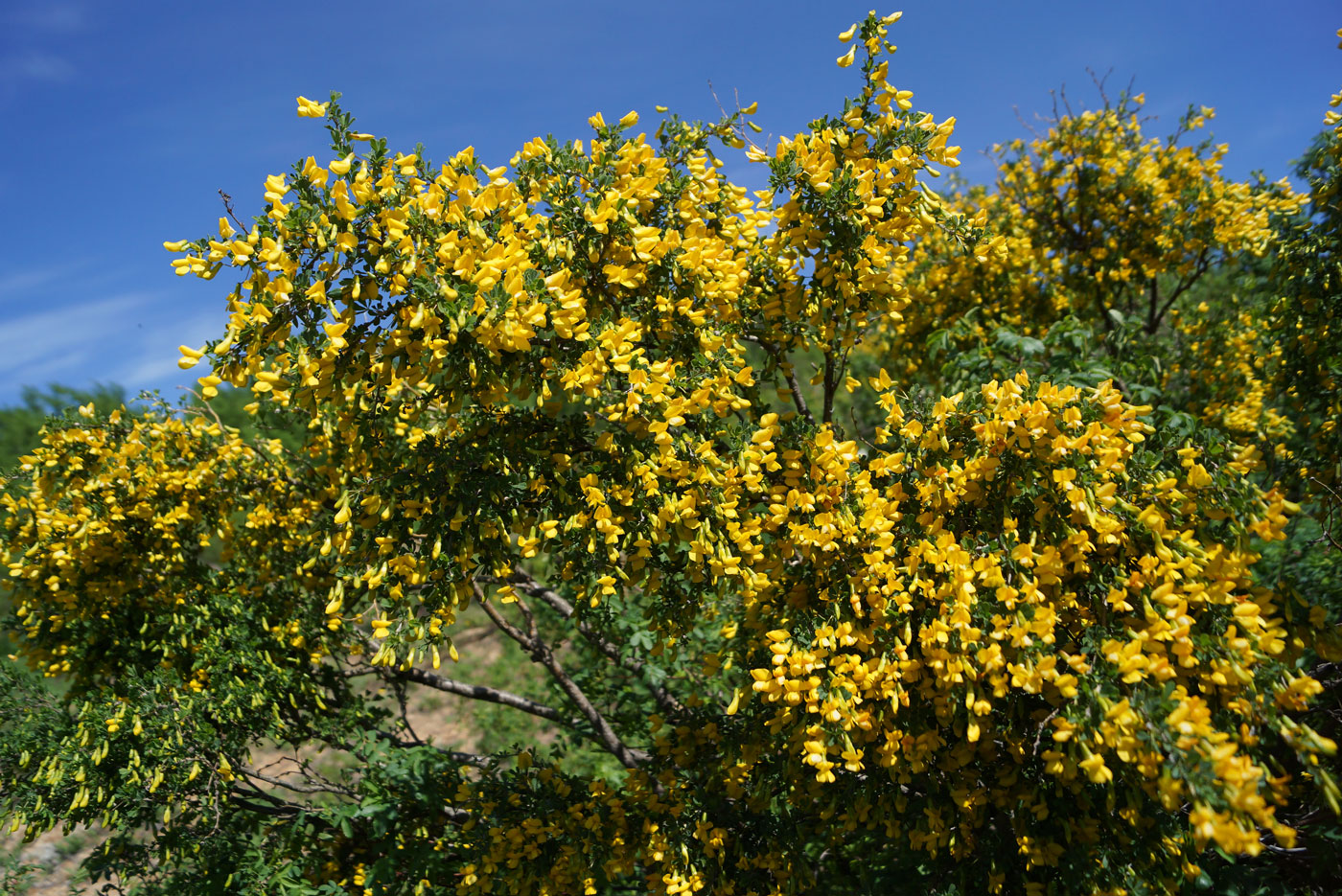 Image of Caragana frutex specimen.