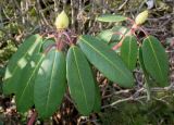 Rhododendron sutchuenense. Верхушки побегов с цветочными почками. Германия, г. Дюссельдорф, Ботанический сад университета. 02.03.2014.