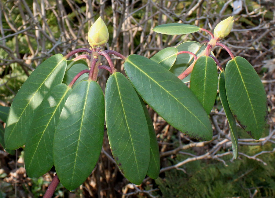 Image of Rhododendron sutchuenense specimen.