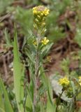 Alyssum turkestanicum variety desertorum. Верхняя часть цветущего и плодоносящего растения. Украина, г. Запорожье, пос. Солнечный, балка, глинистый холм. 16.04.2014.