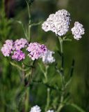 Achillea millefolium. Соцветия. Московская обл., Истринский р-н, Павловская слобода, луг. 18.06.2008.