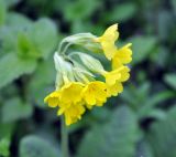 Primula veris
