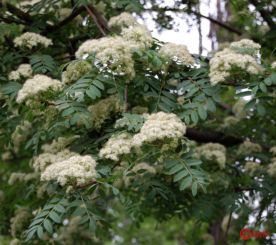 Image of Sorbus aucuparia specimen.