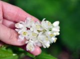 Staphylea colchica