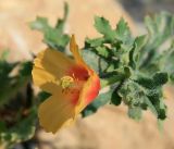 Glaucium corniculatum