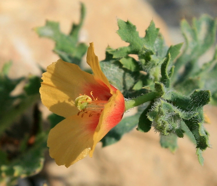 Image of Glaucium corniculatum specimen.