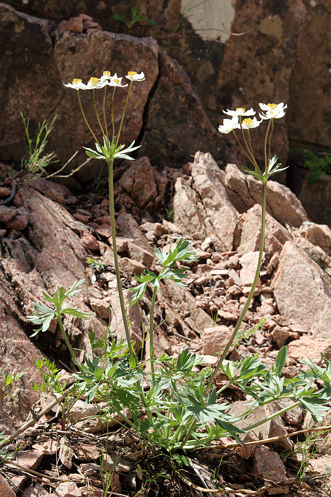 Изображение особи Anemonastrum protractum.