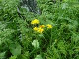 Crepis lyrata