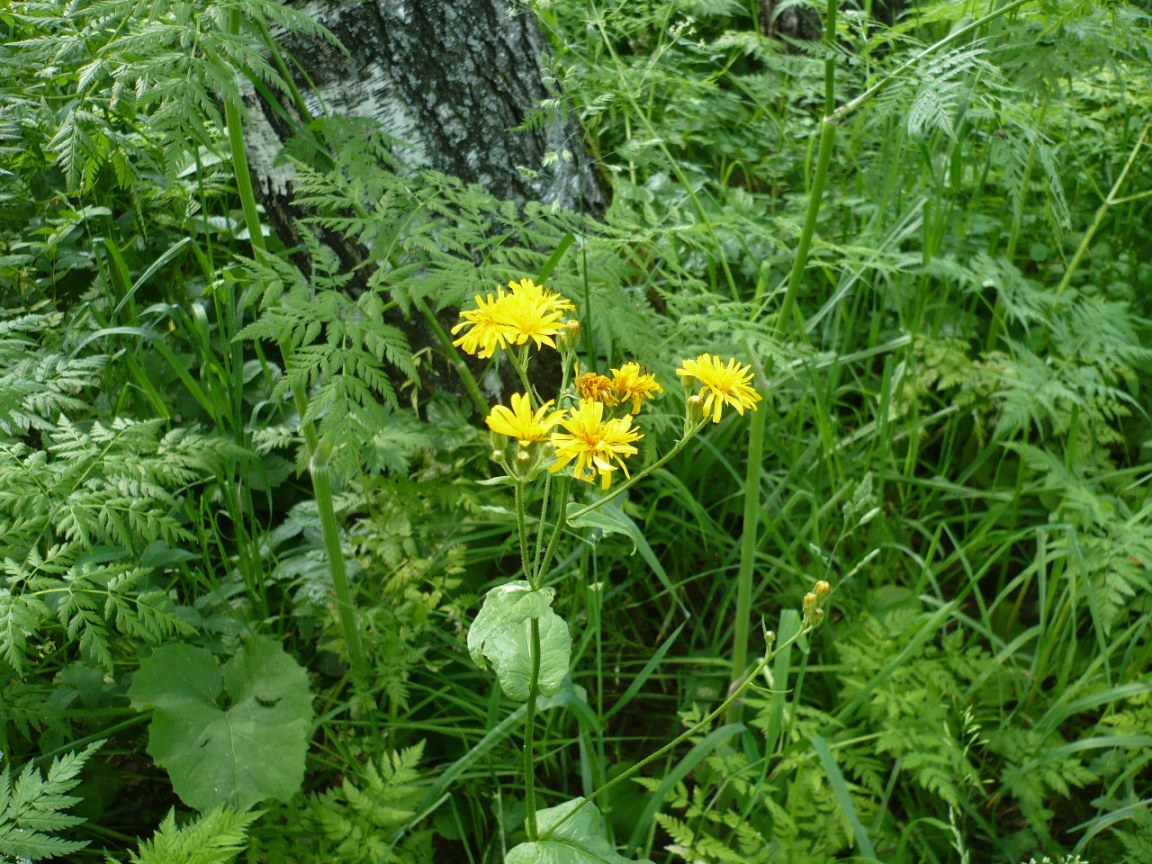 Изображение особи Crepis lyrata.