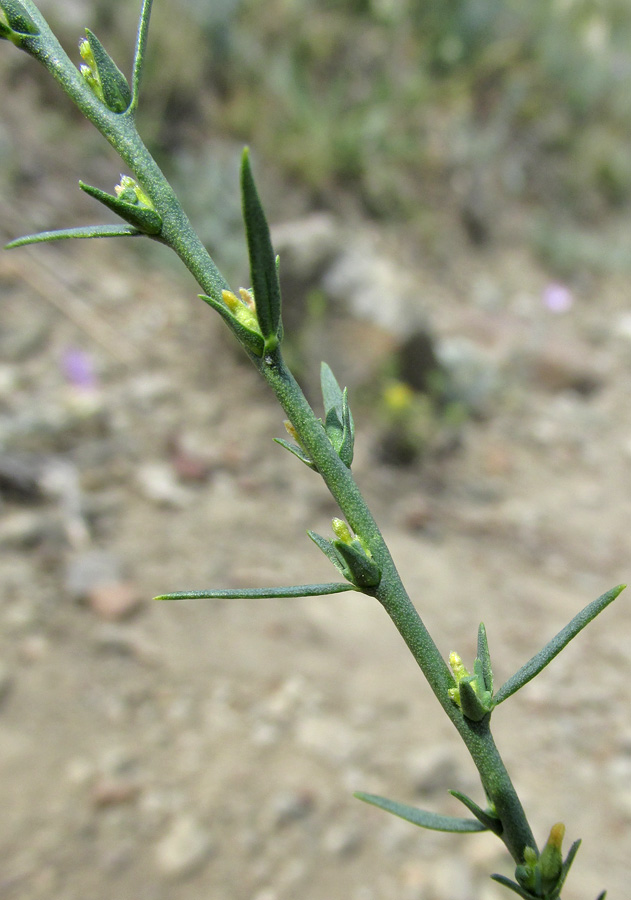 Изображение особи Thymelaea passerina.