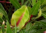 Oenothera macrocarpa. Незрелый плод. Украина, Кривой Рог, Ботанический сад НАН Украины, в оформлении центральной аллеи. 10.07.2014.