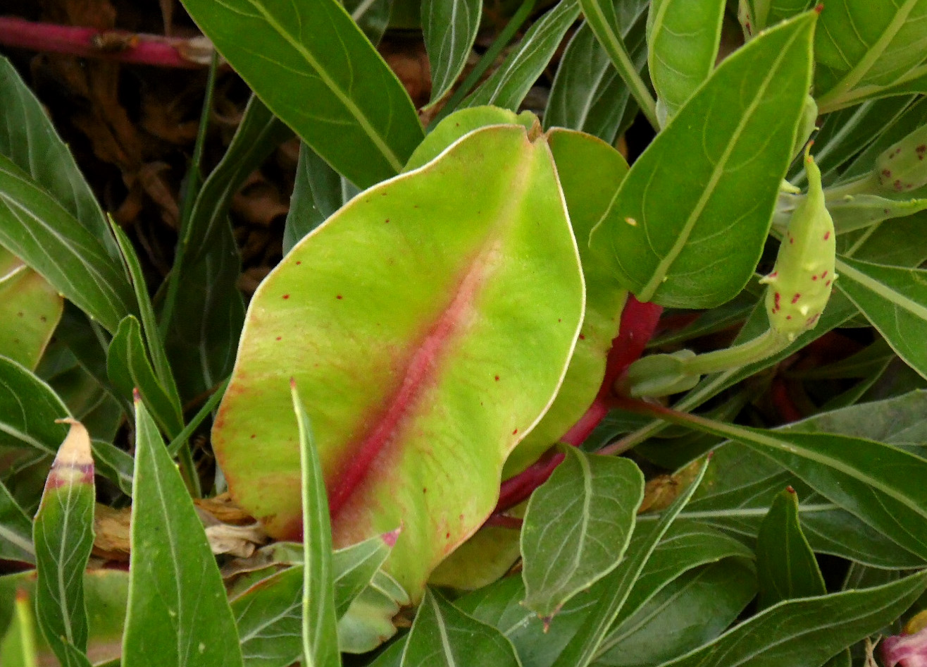 Изображение особи Oenothera macrocarpa.