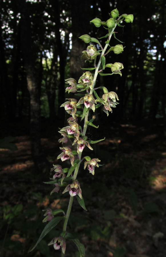 Изображение особи Epipactis helleborine.