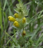 Image of taxon representative. Author is Роланд Цандекидис